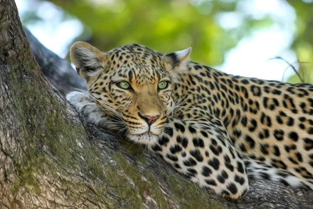 A leopord in a tree at Londolozi