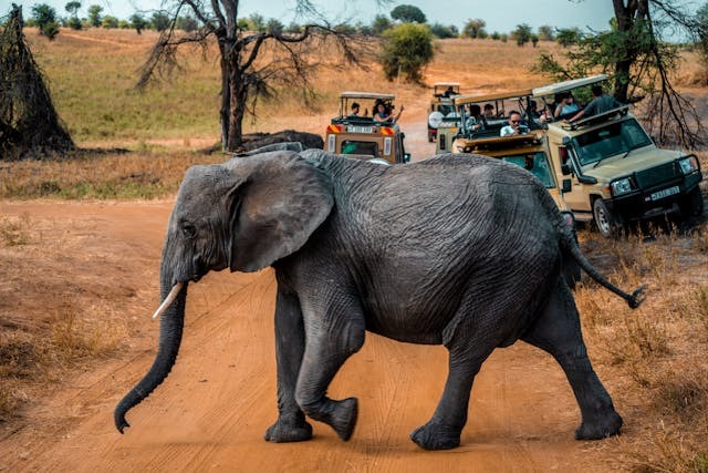 African Elephant crosses a sandy road and causes chaos of safari vehicles