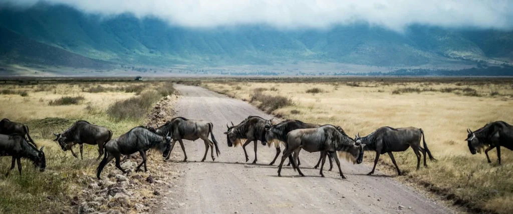 Best time for an African Safari: -Serengeti-wildebeest scene crossing a road