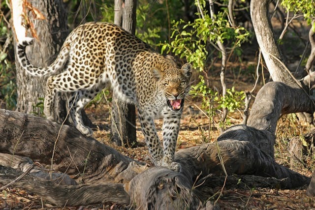 A snarling leopard straddles a tree trunk in a forest in Africa