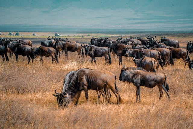 Wildebeest herd grazing on the African plains